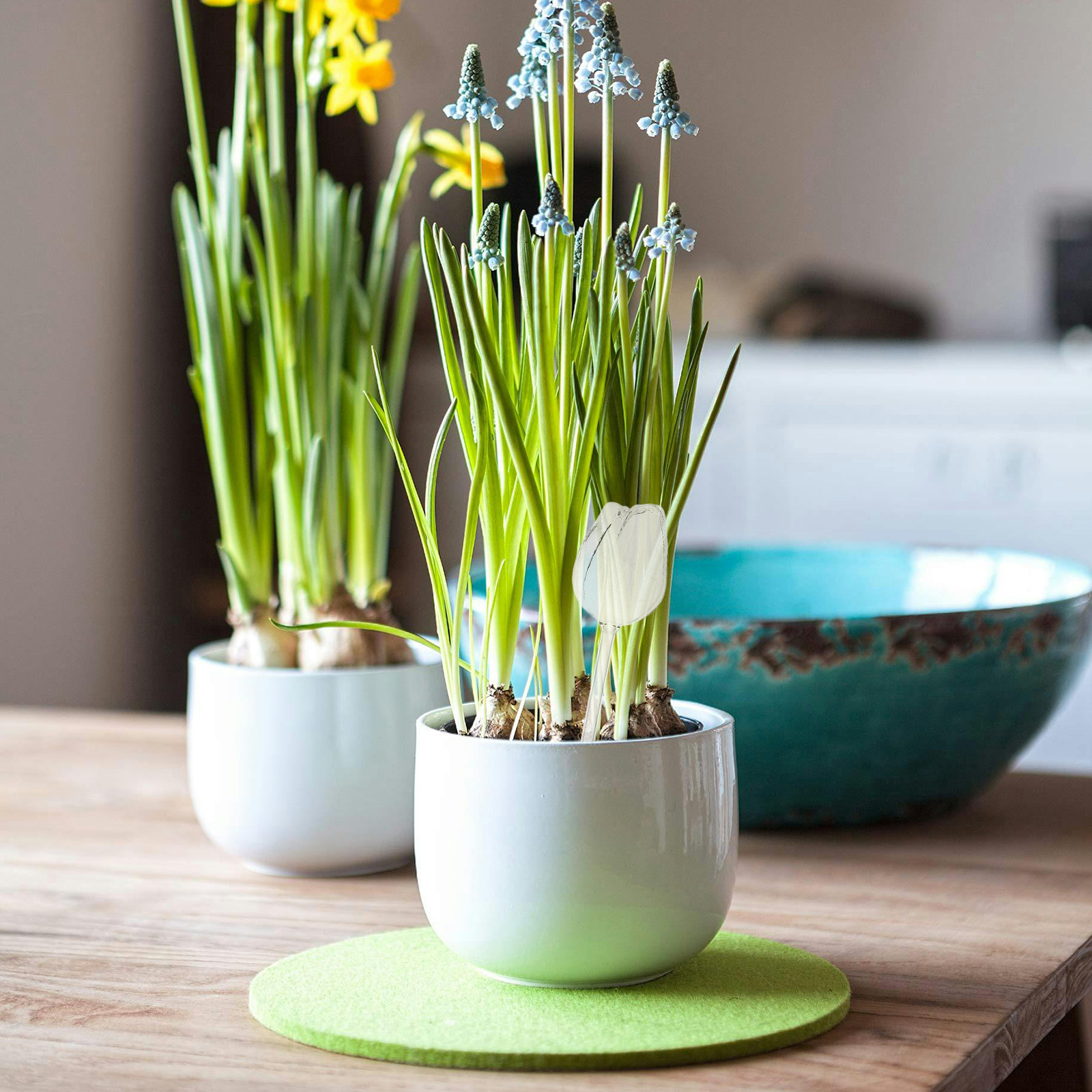 قطعتان من كرات الري الفاخرة ال - مراجعة Self-Watering Planter وسعره