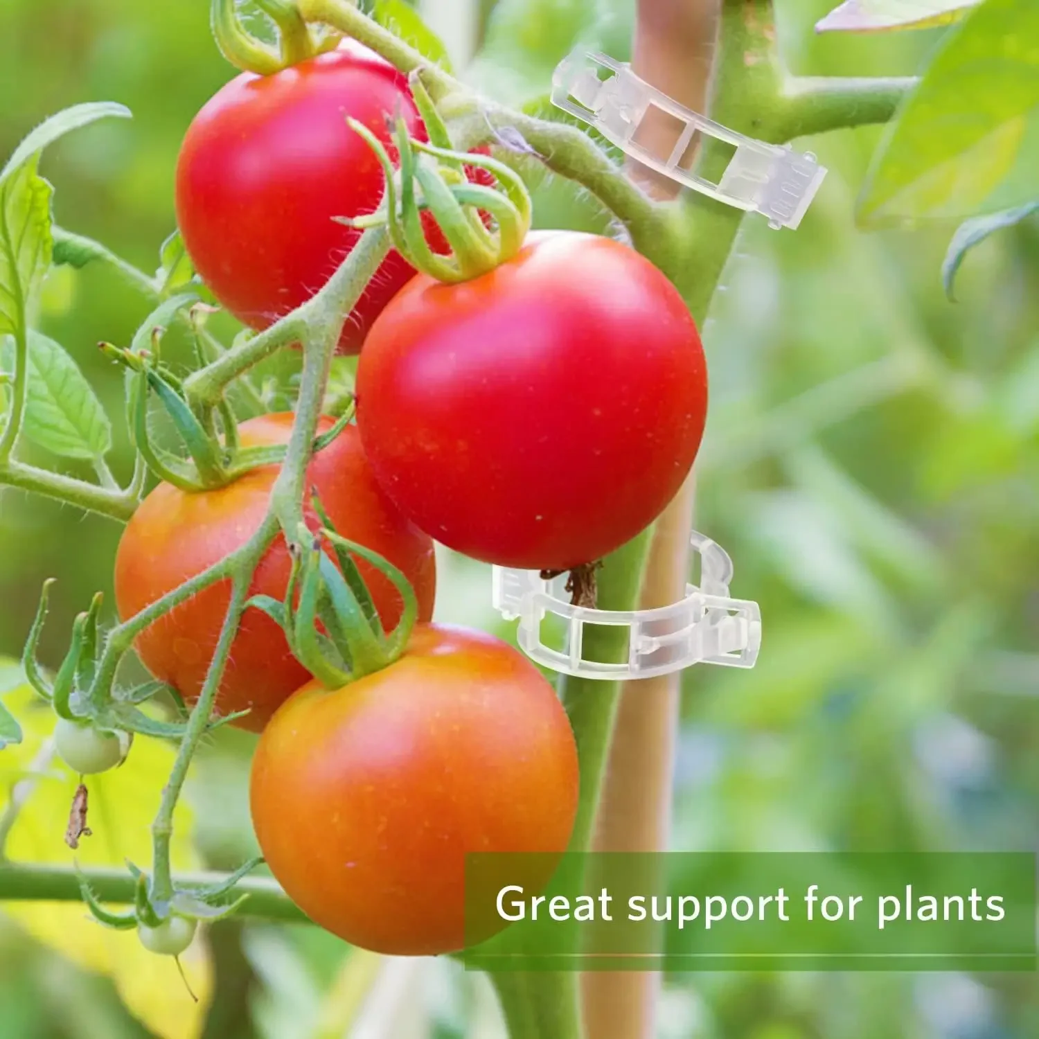 مشابك دعم النباتات قابلة لإعاد - مراجعة Gardening Tools Vegetables وسعره