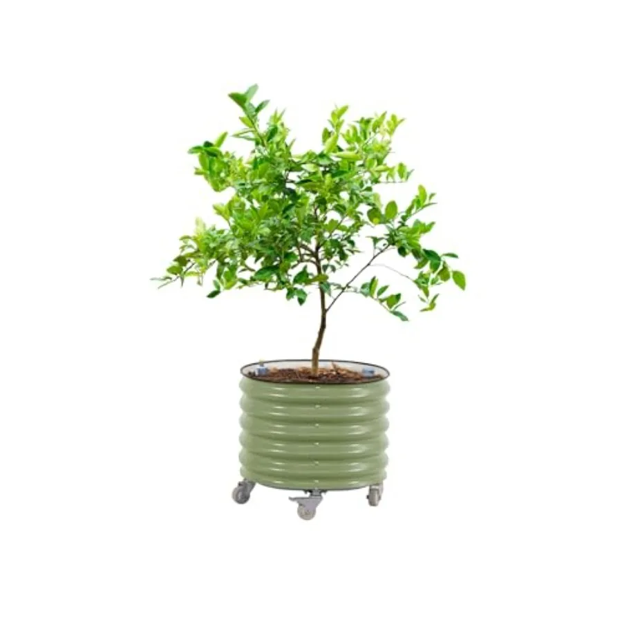وعاء زراعة شجرة الحمضيات الدوا - مراجعة Self-Watering Planter وسعره